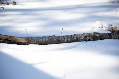 Düşen ağaç dalı kısmen kara ve yağmura gömülmüş.