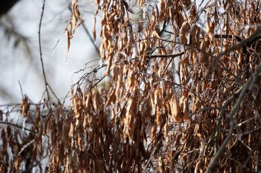 Buz ölü, kahverengi yapraklar ağaçta