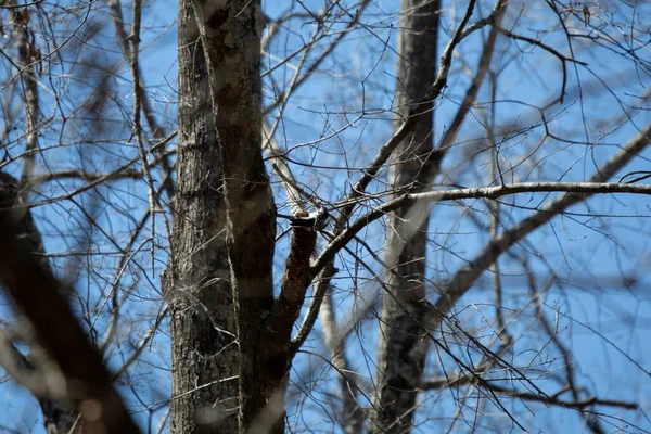 Meraklı Ağaçkakan Picoides Ergenliği Ağaçta Yiyecek Ararken Etrafına Bakıyor — Stok fotoğraf