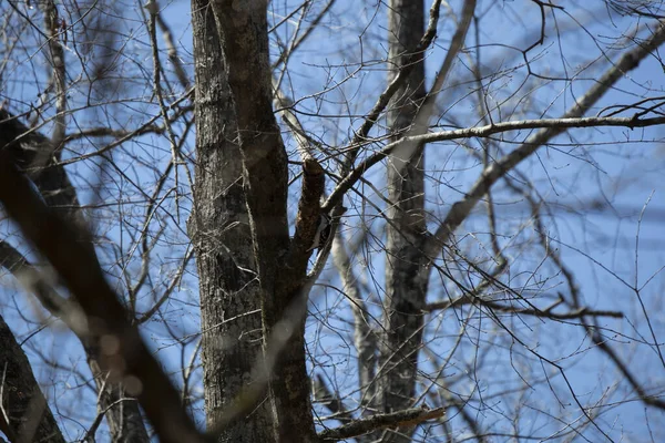 木の上で採れるダウニー ウッドペッカー Picoides Pubescens — ストック写真