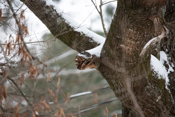 雪に覆われた木の上に黄色がかったウォーブラー — ストック写真