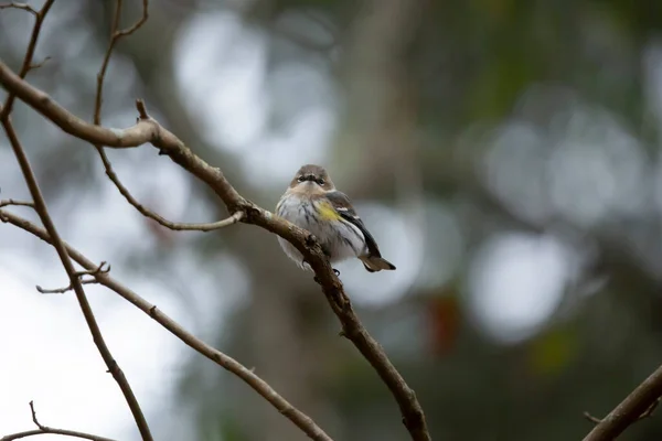 Majestátní Pomačkaný Bubeník Setophaga Coronata Hledící Svého Bidýlka Stromě — Stock fotografie