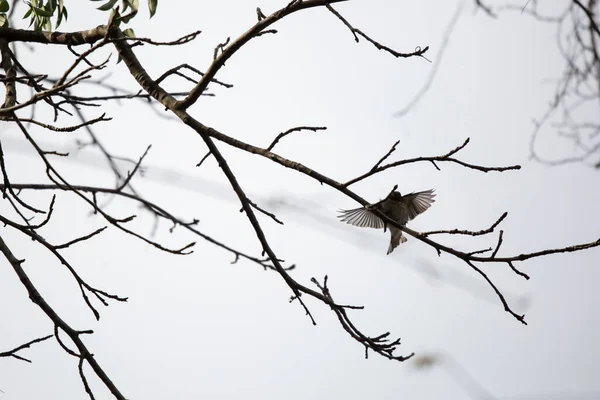 Warbler Żółtodzioby Setophaga Coronata Lądujący Gałęzi Drzewa — Zdjęcie stockowe