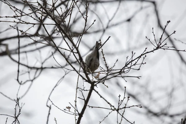 Paruline Grumeaux Jaunes Setophaga Coronata Regardant Autour Une Perche Sur — Photo