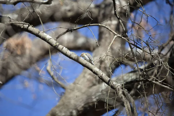 Female Yellow Rumped Warbler Setophaga Coronata Looking Its Perch Tree — Stock Photo, Image