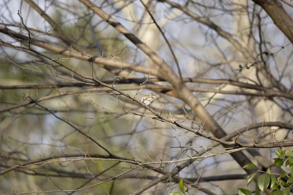 Żółtodzioby Setophaga Coronata Rozglądające Się Okonia Drzewie — Zdjęcie stockowe