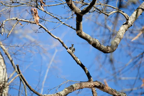 Warbler Żółtodzioby Setophaga Coronata Patrzący Przez Ramię — Zdjęcie stockowe