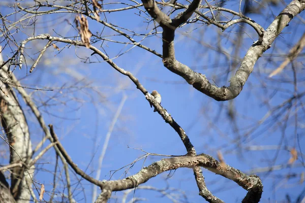 Warbler Amarelo Rumped Setophaga Coronata Afiando Seu Bico Membro Árvore — Fotografia de Stock