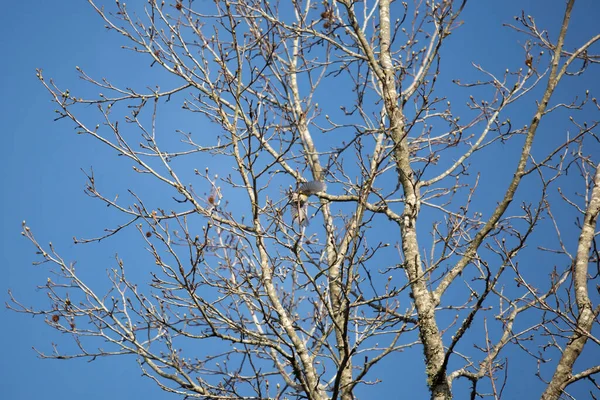 Dişi Ötleğen Ötleğeni Setophaga Coronata Ağaca Konar — Stok fotoğraf