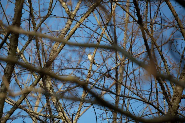 在美丽的蓝天 一只黄褐色的雌鸟栖息在一棵树上 — 图库照片