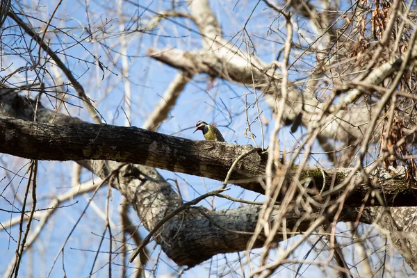 Sarı Karınlı Samur Sphyrapicus Varius Bir Ağaç Dalında Yiyecek Arıyor — Stok fotoğraf
