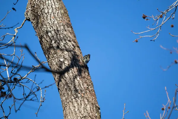 Sapsucker Vientre Amarillo Sphyrapicus Varius Forrajeando Largo Árbol Día Brillante — Foto de Stock