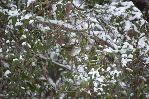 Weißkehlsperling Zonotrichia Albicollis Frisst Eine Violette Beere Einem Schneebedeckten Strauch — Stockfoto