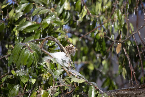 Pardal Garganta Branca Zonotrichia Albicollis Olhando Redor Seu Poleiro Arbusto — Fotografia de Stock