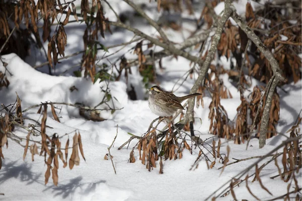 Weißkehlsperling Zonotrichia Albicollis Blickt Einem Verschneiten Tag Von Seinem Sitzstangen — Stockfoto