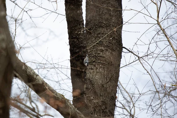 木の幹に沿って形成された白い乳化したヌサッチ Sitta Carolinensis — ストック写真