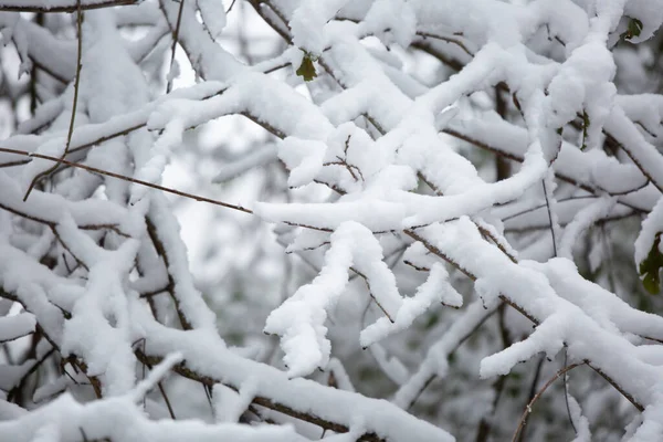Membros Árvores Levemente Polvilhados Com Neve Dia Frio Cinzento — Fotografia de Stock