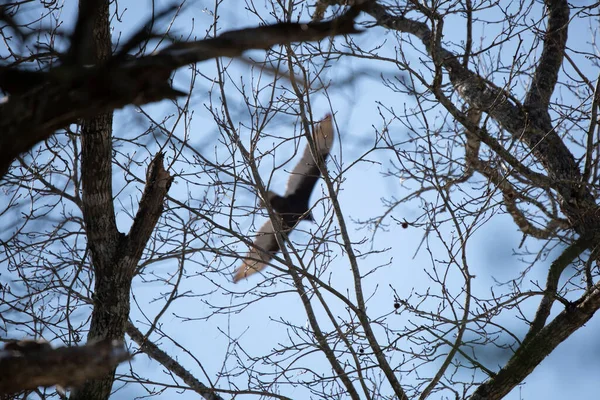 Odaklanamayan Hindi Akbabası Cathartes Aura Çıplak Ağaç Dallarının Üzerinde Uçuyor — Stok fotoğraf
