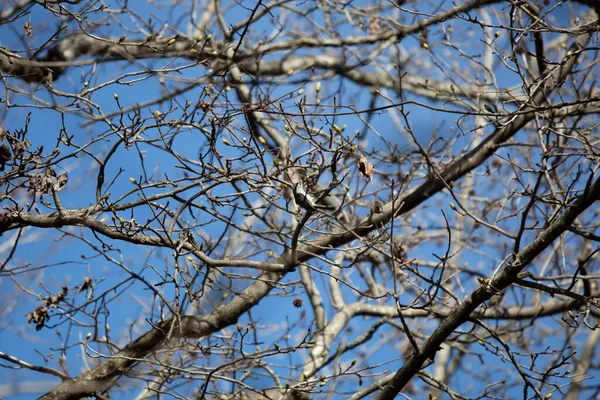 Cycata Mysz Baeolophus Bicolor Żerująca Drzewie Piękny Niebieski Dzień — Zdjęcie stockowe