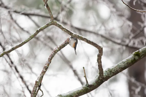 Tufted Titmouse Baeolophus Bicolor Shánění Potravy Ledem Pokrytém Stromě Chladného — Stock fotografie