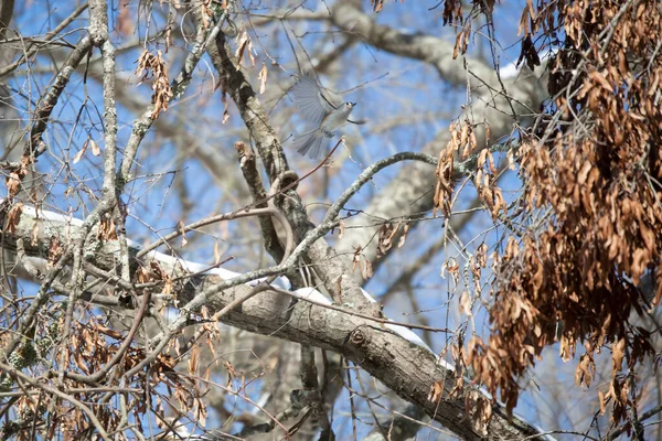 Tüylü-meme faresi (Baeolophus bicolor) üzerinde kar olan bir ağacın tepesinde uçuyor.
