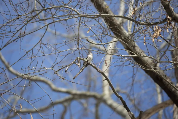 Mésange Bicolore Baeolophus Bicolor Surplombe Majestueusement Perche Sur Une Branche — Photo
