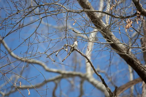 Mésange Bicolore Baeolophus Bicolor Surplombe Majestueusement Perche Sur Une Branche — Photo