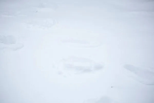 Pegadas Humanas Criando Caminho Quintal Coberto Neve — Fotografia de Stock