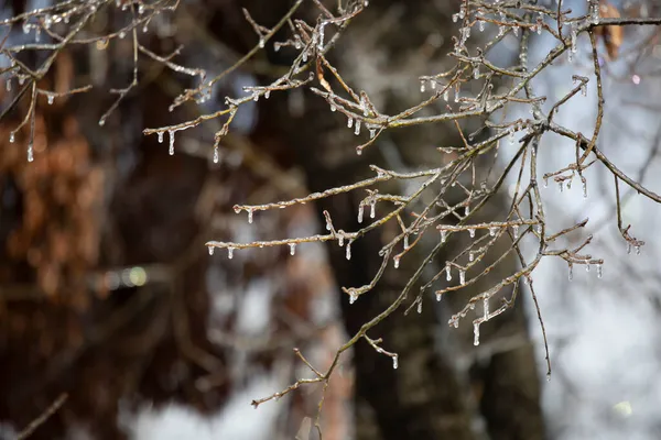 Gelo Cobrindo Membros Árvores Dia Frio — Fotografia de Stock