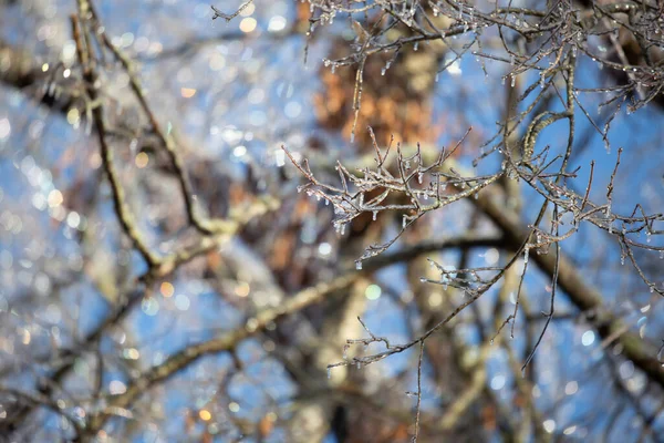 Πάγος Καλύπτει Άκρα Του Δέντρου Μια Όμορφη Μπλε Ημέρα — Φωτογραφία Αρχείου