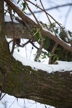 Gri bir günde ağaç dalları boyunca kar yağar
