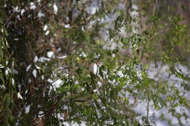 Karla kaplı bir bahçede sallanan yeşil yapraklar.