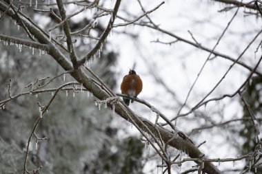 Görkemli Amerikan bülbülü (Turdus migratorius) buzlu bir ağaç dalına tüneğinden dışarı bakıyor