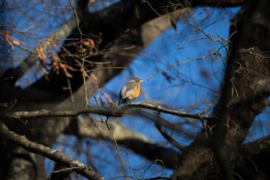 Amerikan bülbülü () bir ağaç dalına heybetli bir şekilde tünemiş görünüyor