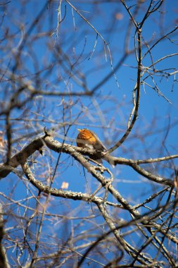 Amerikan bülbülü (Turdus migratorius) bir ağaç dalına görkemli bir şekilde tünemiştir.
