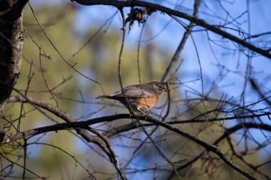 Bir dalın üzerinde bir Amerikan bülbülü (Turdus migratorius) yakın plan