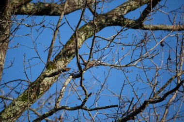 Görkemli Amerikan bülbülü (Turdus migratorius) güzel, mavi bir günde, kısmen çalıların arkasına gizlenmiş bir ağaç dalına tünemiştir.