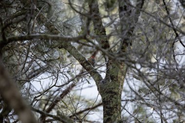 Kırmızı karınlı ağaçkakan (Melanerpes carolinus) buzlu bir dalda yiyecek arıyor