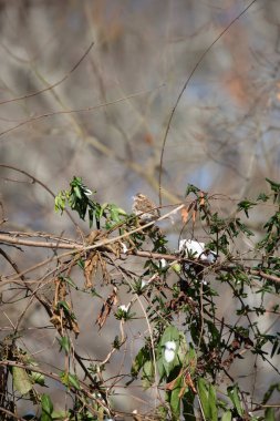 Meraklı dişi ispinoz (Haemorhous purpureus) gagasında karla etrafa bakıyor