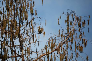 Üç çam kozalağı (Spinus pinus) bir ağaçta yiyecek arıyor.