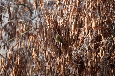 Turuncu taçlı çalı bülbülü (Vermivora celata), buzlu ve ölü yaprakların yakınındaki bir levrekten görkemli bir şekilde dışarı bakıyor.