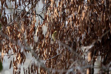 Turuncu taçlı çalı bülbülü (Vermivora celata) bir ağaçtaki buzlu, ölü yaprakların arkasında arama yapıyor.