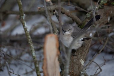 Curious northern mockingbird (Mimus poslyglotto) looking around from its perch on a limb above a snow-covered ground clipart