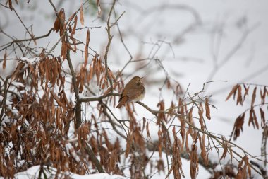 Meraklı ardıç kuşu (Catharus guttatus) karların üzerindeki ölü bir daldan etrafa bakıyor