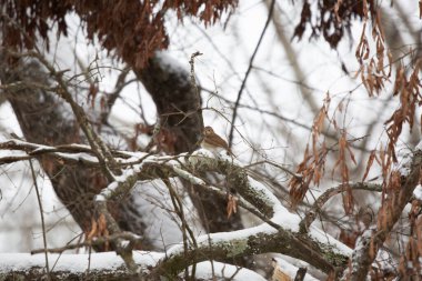 Meraklı ardıç kuşu (Catharus guttatus) etrafa bakıyor ve karla kaplı bir dalda ısınmaya çalışıyor.