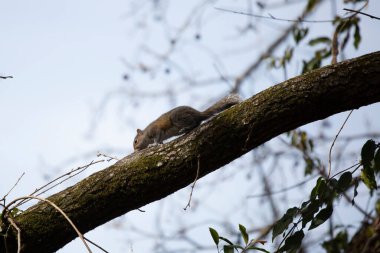 Doğu gri sincabı (Sciurus carolinensis) bir ağaç dalında koşuşturuyor
