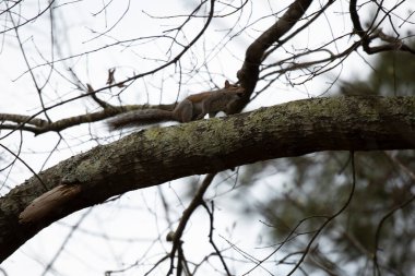 Doğu gri sincabı (Sciurus carolinensis) ağzında fındıkla bir ağaç dalında zıplıyor.
