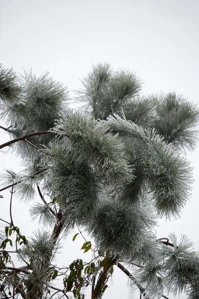 松の葉の上の氷 — ストック写真