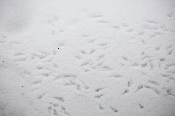 Ślady Ptaków Wcięte Chaotycznie Płytki Śnieg — Zdjęcie stockowe