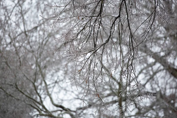 Gelo Pendurado Galhos Árvores Dia Cinzento — Fotografia de Stock